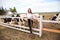 Happiness girl feeding cows on a farm. Young adult freckled girl feed cow on a village field in autumn and play with animals, frie