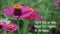 Happiness inspirational words - Zinnia pink flowers in the garden. Pink cosmos flower. Nature bring joy and happiness.