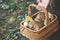 Happiness of mushroom picker. Basket with white porcini mushroom