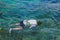 Happiness Tourists snorkel at Similan Island