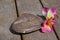 Happiness Wish Stone With Frangipani Flowers