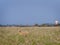 Happisburgh Summer flowers and a Sheep