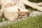 Happy and active golden dog outdoors in the grass on a sunny summer day