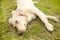 Happy and active golden dog outdoors in the grass on a sunny summer day