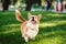 Happy and active purebred Welsh Corgi dog outdoors in the grass