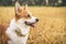 Happy and active purebred Welsh Corgi dog outdoors in the grass on a sunny summer day