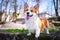 Happy and active purebred Welsh Corgi dog outdoors in the park on a sunny summer day