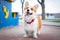 Happy and active purebred Welsh Corgi dog outdoors in the park on a sunny summer day