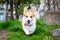 .Happy and active purebred Welsh Corgi dog running outdoors in the park on a sunny summer day