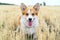 Happy and active purebred Welsh Corgi dog, smiles with tongue, outdoors in the grass on a sunny autumn day