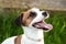 Happy active young Jack Russell Terrier. White-brown color dog face and eyes close-up in a park outdoors, making a serious face un