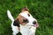 Happy active young Jack Russell Terrier. White-brown color dog face and eyes close-up in a park outdoors, making a serious face un