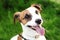 Happy active young Jack Russell Terrier. White-brown color dog face and eyes close-up in a park outdoors, making a serious face un