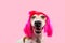 Happy adorable smiling dog in pink wig