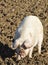 Happy adult female pig, rooting in mud