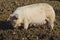 Happy adult female pig rooting in mud