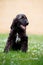 Happy afghan hound puppy sitting on grass