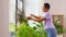 Happy african american woman cleaning houseplant