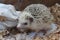 Happy african hedgehog sleeps on sawdust