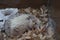 Happy african hedgehog sleeps on sawdust in terrarium