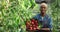 Happy afro american female farmer carrying basket of tomatoes and greenery while walking in greenhouse. Young woman with