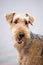 Happy Airedale Terrier portrait