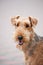 Happy Airedale Terrier portrait