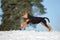 happy airedale terrier puppy running outdoors in winter