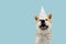 Happy akita dog celebrating birthday or carnival wearing party hat and bowtie. Isolated on blue colored background