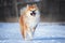 happy akita inu dog running outdoors in the snow