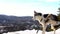 Happy alaskan husky dog on top of a mountain