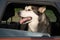 Happy alaskan malamute dog sit in car