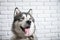 Happy Alaskan Malamute dog smiling with wet nose on white wall background