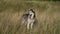 Happy alaskan malamute dog standing in summer field