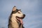 Happy alaskan malamute dogs face on sky background