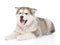 Happy alaskan malamute puppy looking at camera. on white