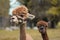 Happy alpaca mother with per baby