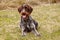 Happy animal face in grass. Cesky fousek, Czech pointer smiles at the whole world. Total relax after long run. Playful puppy with