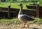 Happy animal husbandry: domestic goose in the backyard