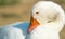 Happy animal husbandry: domestic goose in the backyard