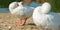 Happy animal husbandry: domestic goose preening in the backyard