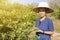 Happy Asian female gardeners harvesting organic fresh green lime in the gardens