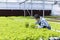 Happy Asian local farmer checking the plant health inside green oak salad lettuce greenhouse using hydroponics system in organic