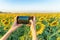 Happy Asian woman hand using mobile phone to take a photo by camera on social media at full bloom sunflower field in travel