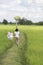 Happy Asian young girl holding balloon walking at beautiful field rice, Nature background