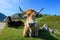 Happy asturian mountain cattle relaxing on green grass at sunny day