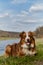 Happy Aussie is resting in park in clearing on warm sunny day. Brown Australian Shepherd puppy lies in green grass by river