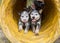 Happy Australian Cattle Dog Blue Heeler puppies running through an agility tunnel