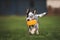 Happy australian cattle dog puppy playing with a toy outdoors