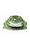 Happy Australian Green Tree Frog isolated on white